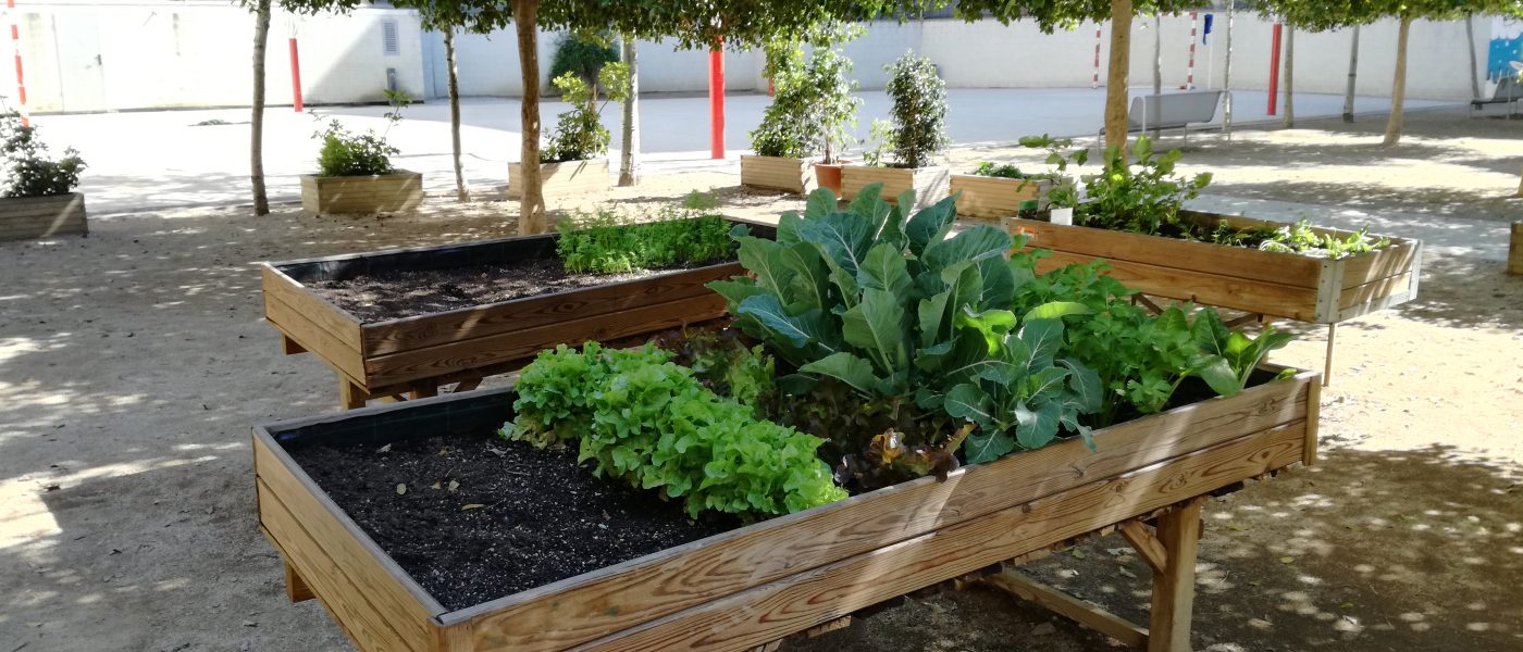 Transformem els patis escolars en jardins