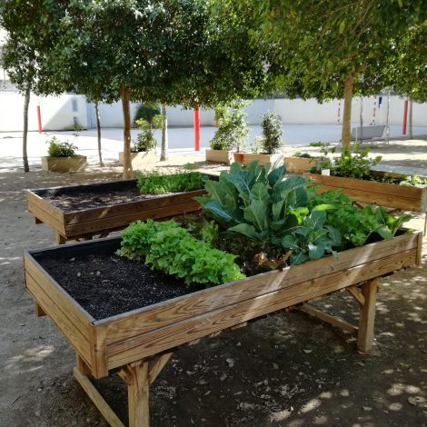 Transformem els patis escolars en jardins