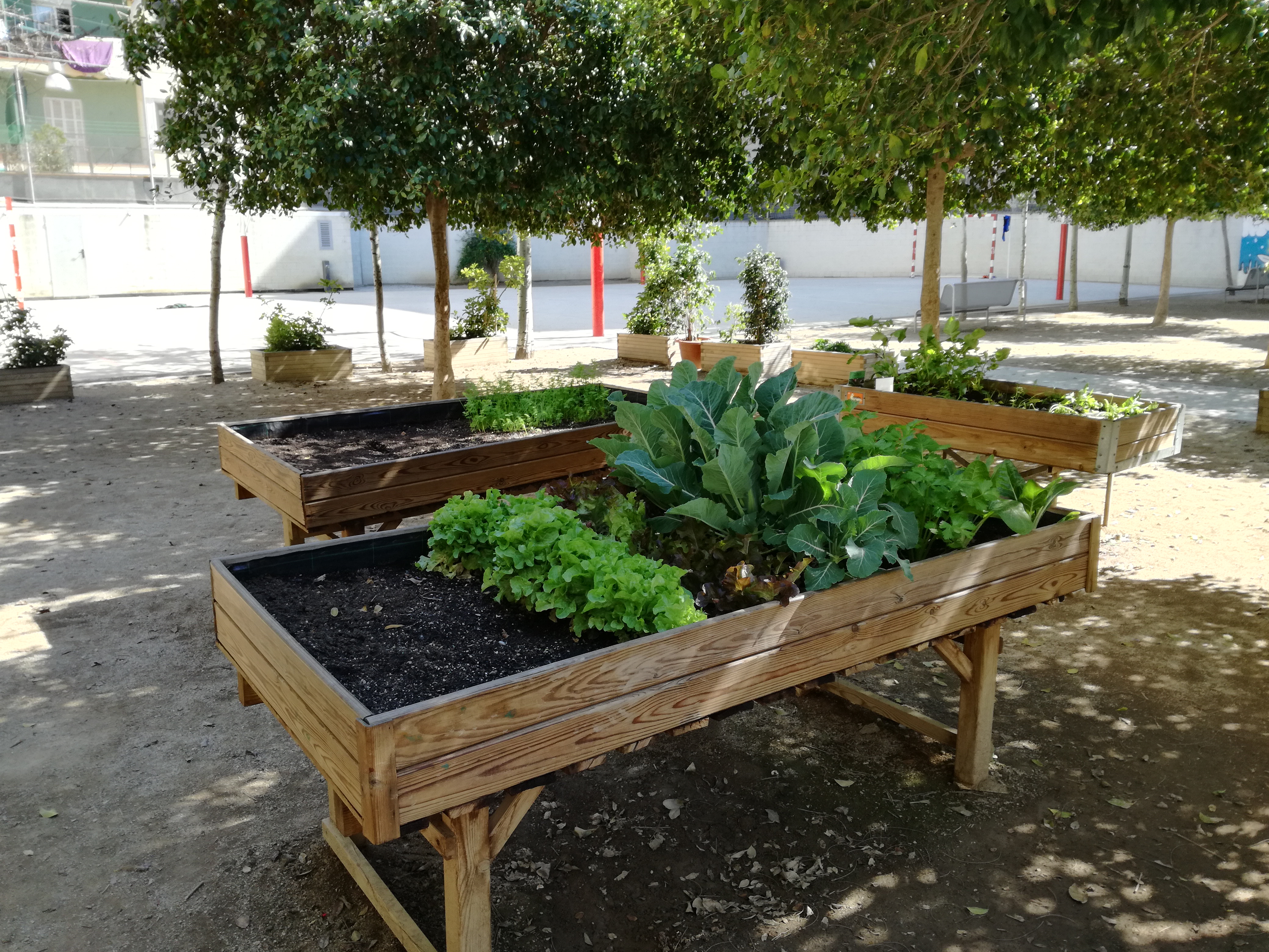Transformamos los patios escolares en jardines