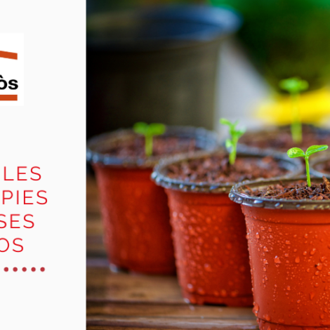 T’atreveixes a cultivar les teves pròpies hortalisses en testos?