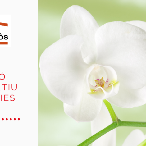 Cultiva orquídies i contribueix a un món més verd!