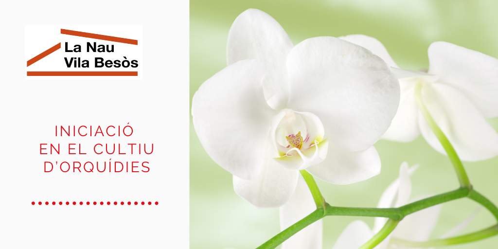 Cultiva orquídies i contribueix a un món més verd!